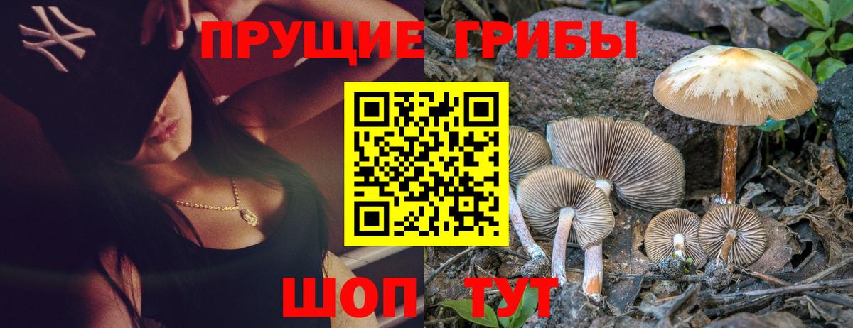 Псилоцибиновые грибы Cubensis Азов